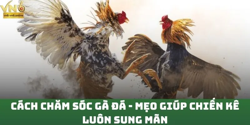 Cách Chăm Sóc Gà Đá - Mẹo Giúp Chiến Kê Luôn Sung Mãn