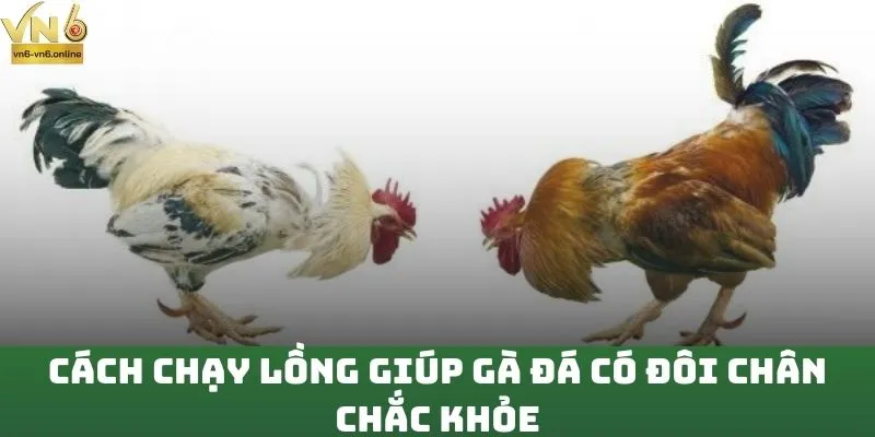 Cách chạy lồng giúp gà đá có đôi chân chắc khỏe