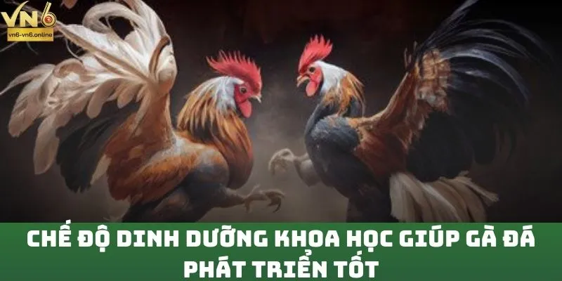 Chế độ dinh dưỡng khoa học giúp gà đá phát triển tốt